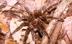 Verkaufe Theraphosa blondi.