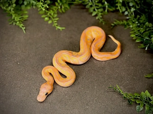 0.1 Black Pastel Banana pos Wookie Clown Königspython
