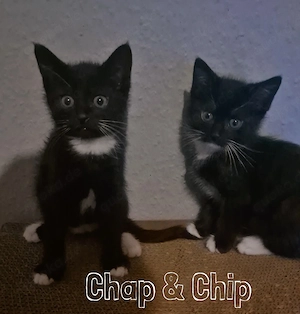 Unsere 5 süßen Katzenbabys suchen ab sofort ein liebevolles und verantwortungsvolles Zuhause