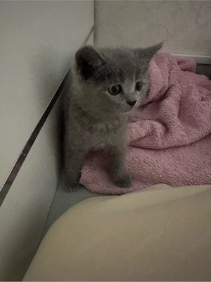BKH Kitten ab sofort abgabebereit