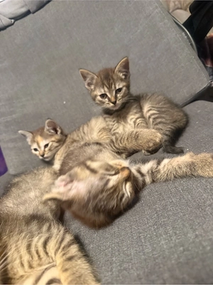 BKH Kitten 11 wochen alt.