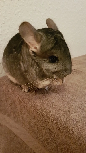 Suche für meine 2 Männchen dringend ein liebevolles neues Zuhause (aus Umzugs gründen)