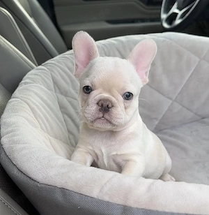 Bezaubernde französische Bulldogge Welpen suchen ein neues Zuhause