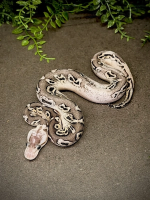1.0 Black Pastel Pastel Wookie Crypton Königspython