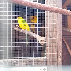 Ziegensittiche Bild 2