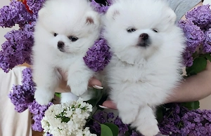 Liebevolle Pomeranian-Welpen suchen ein neues Zuhause 