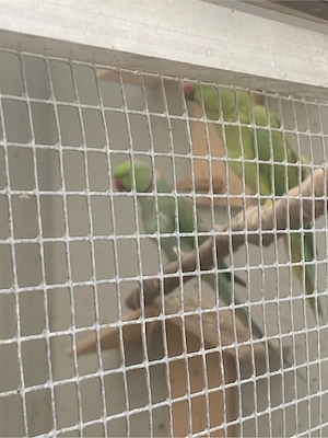 paar grüne halsbandsittiche Bild 2