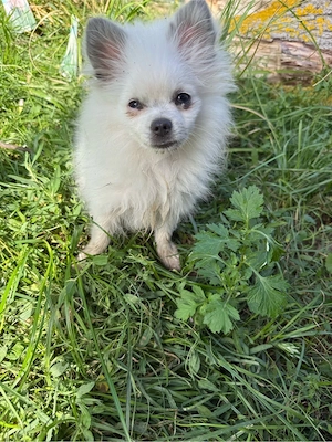 Zwerg, Spitz mädchen