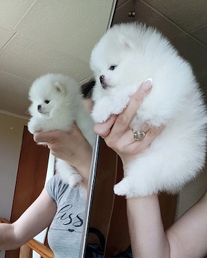 Süße Pomeranian-Welpen suchen ihre Herzensmenschen 