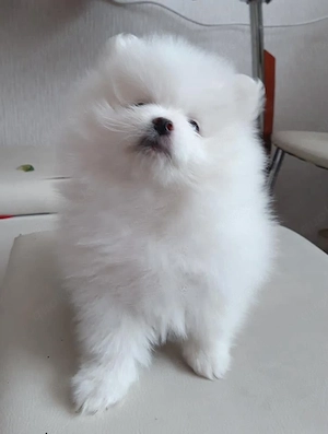 Wunderschöne Pomeranian-Welpen   kleine Persönlichkeiten auf vier Pfoten