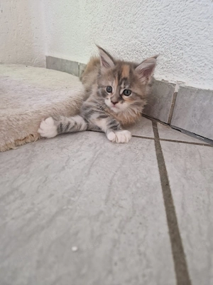 Reinrassige Maine Coon Kitten 