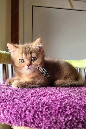 Schreiben     Ein entzückender, mit Schokolade und goldenen Farbton aus Maine Coon