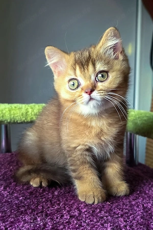 Entzückender schokoladenbrauner Maine Coon-Rüde