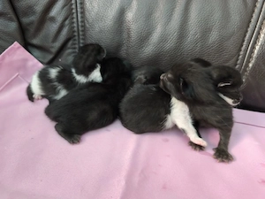 Kitten dürfen im Oktober ausziehen  Bild 5