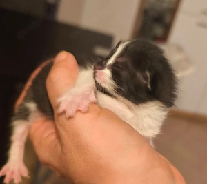 Kitten dürfen im Oktober ausziehen 