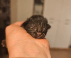 Kitten dürfen im Oktober ausziehen  Bild 4
