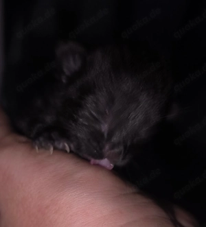 Kitten dürfen im Oktober ausziehen  Bild 2