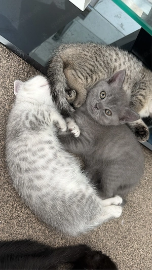 wundervolle BKH Kitten abzugeben
