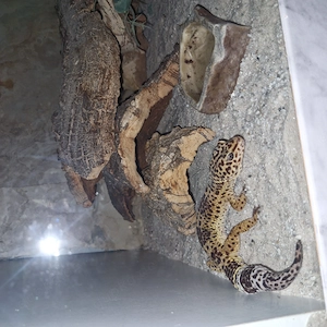 Leoparden Geckos 2 Stück