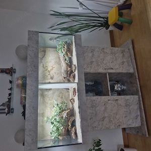 Leoparden Geckos mit Terrarium Inhalt 