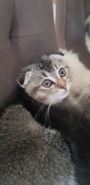 BkH Mix Kitten 