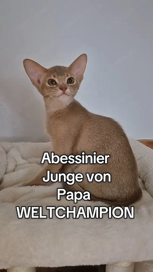 Wunderschöne Kitten mit Stammbaum von Papa Weltchampion