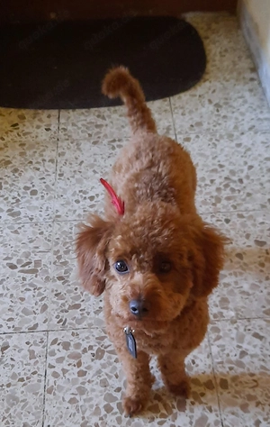 Maltipoo Vorankündigung  von meiner Lilly 
