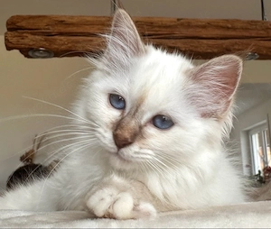 Heilige Birma Kitten mit STAMMBAUM