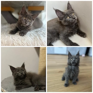 Maine coon Kitten Abgabebereit 