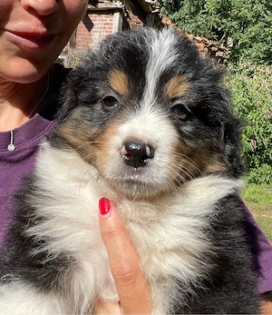 Australian Shepherd Welpen Aussie