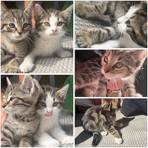  9 süße Kitten suchen ihr Zuhause 