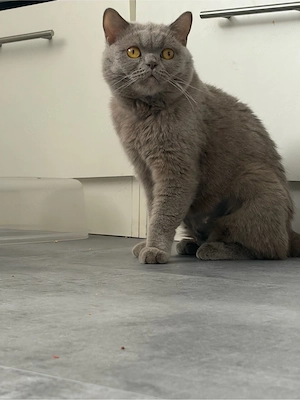 Bkh kitten blau