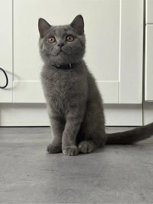 Bhk kitten