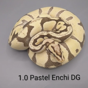 Königspython python regius 1.0 Pastel Enchi Desert Ghost Zuchtmännchen