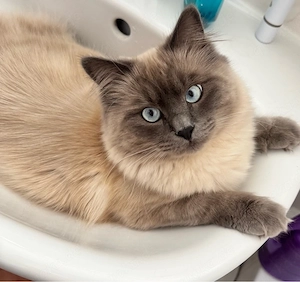 Geschwister Kater 