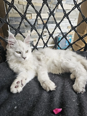 Main coon Kitten