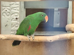 Neuguinea Edelpapagei 