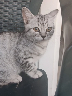 BKH Ekh Mix Kitten 