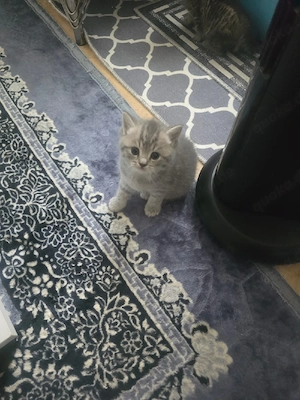 BKH Katze 