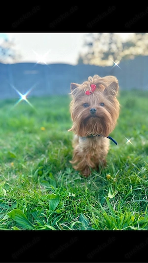 Erwachsener Yorkshire Terrier mit FCI-Papieren