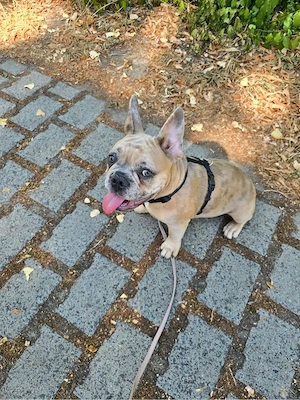 Französische Bulldogge