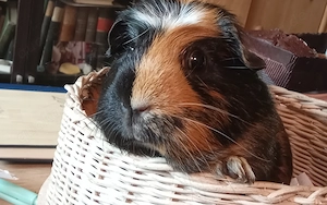 Meerschweinchen Mädels 