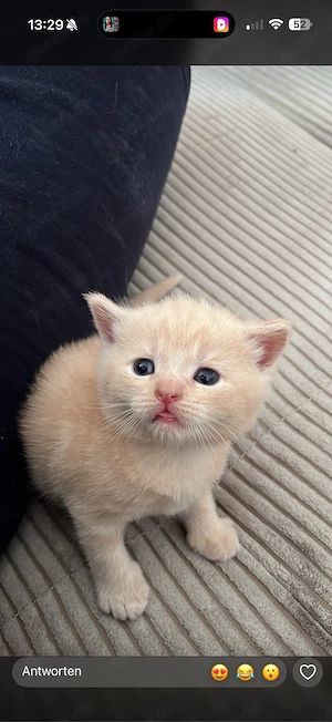 süße bkh kitten