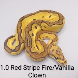 Königspython python regius 1.0 Red Stripe Fire Vanilla Clown