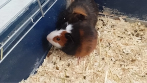 2 meerschweinchen buben 6monate 