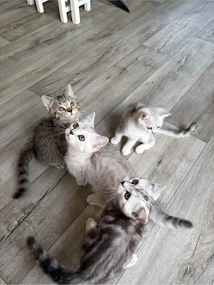 Abgabebereit   BKH Kitten   Katzenbabys 