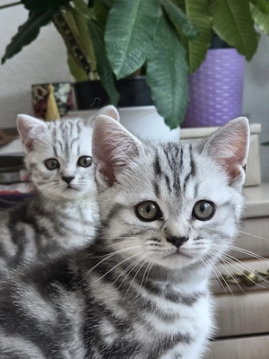 Bkh kitten wiskas  