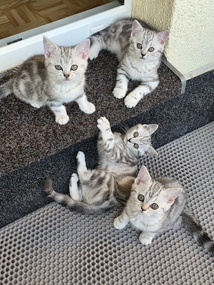 Bkh kitten wiskas  