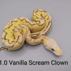 Königspython python regius 1.0 Vanilla Screem Clown (Red Stripe?)