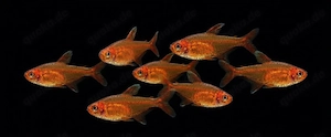 Feuertetra Funkensalmler Hyphessobrycon amandae 